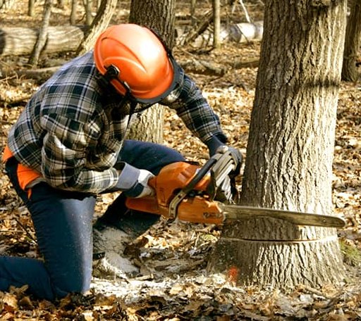 Tree Removal in Garnett, SC